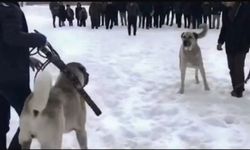 Jandarmadan köpek dövüşçülerine operasyon