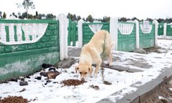 Soğuk kış gününde sokak hayvanları unutulmadı