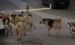 Söğütlü’de başıboş köpek sorunu vatandaşları tedirgin ediyor