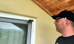 Hendek'te Van Gogh'un eserine ilham olan kelebek görüldü