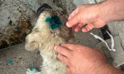 İşte haber bu: İnsan köpeği ısırdı!