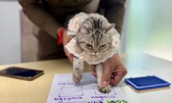 Polisleri canından bezdiren kedi sabıkalı oldu