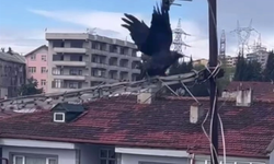 Antene sıkışan karga itfaiye erlerinin yardımıyla kurtuldu