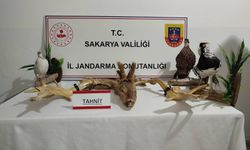 Geyve'de egzotik hayvan operasyonu: 90'dan fazla koruma altındaki hayvan ele geçirildi