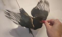 Hayatını kurtardığı yavru saksağan evladına dönüştü