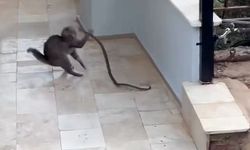 Kedi ile yılanın kavgası kamerada