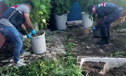 302 kök kenevir ele geçirildi!