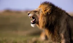 İş insanı uğradığı aslan saldırısında hayatını kaybetti!