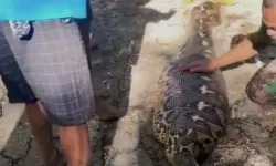 Dev piton çiftçiyi yuttu!