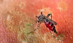 Türkiye'de risk altında: Chikungunya virüsü hızla yayılıyor!