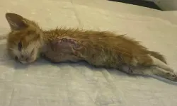 Ön patileri kesilip atılan yavru kediden acı haber!