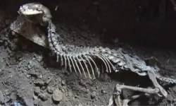 Yeni bir dinozor türüne ait fosil bulundu