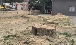 Hendek'te ağaç kesimi tepki topladı!