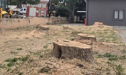 Hendek'te müftülük binası için ağaç katliamı!