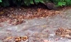 Doğaseverlerin kuruyan gözdesi yeniden suya kavuştu