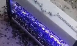 Fındık düşmanı kahverengi kokarcayı böyle yok etti!