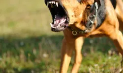 Genç kıza köpekten kaçarken araba çarptı!