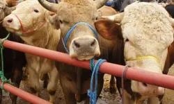 Şap salgınıyla mücadele sürüyor!