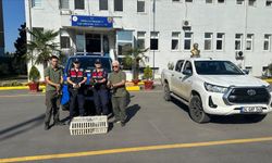 Kaçak avcılığa Jandarma darbesi!