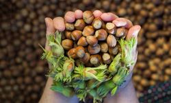 Fındıkta makas genişledi!