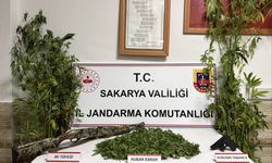Karasu'da kenevir üreticisine suçüstü!