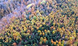 Akyazı'da renk cümbüşü havadan görüntülendi