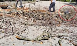 Üzerine ağaç düşen belediye işçisi yaşamını yitirdi!