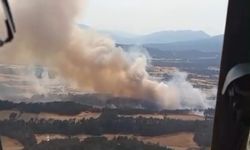 Yanan orman yeniden yeşeriyor