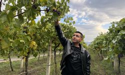 Zirai dondan etkilenen üzüm çiftçinin hayal kırıklığı oldu