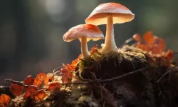 Mantar yiyen hamile kadın yoğun bakımda