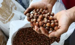 Fındık fiyatlarında sert düşüş!