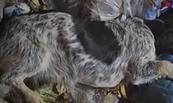 ''Yaralı köpeği çöpe attılar'' olayının perde arkası