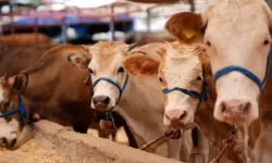 Kocaali'de şap hastalığı alarmı