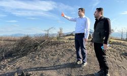 Yangın alanları yeşile bürünüyor