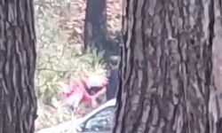 Ormanda darp edilen kadından yardım çığlıkları