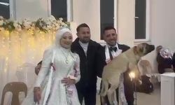 Düğün hediyesi olarak köpek hediye etti
