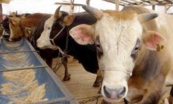 Karasu'da 37 mahalleye şap kısıtlaması