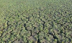 Sapanca Gölü yok oluyor!