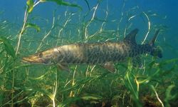 Sakarya'da bu balığı avlamak yasaklandı!