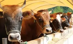 2026 yılı kurban hisse fiyatları belli oldu