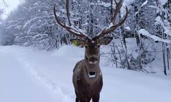 Karların arasında süzülen kızıl geyik görenleri büyüledi