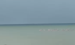 Kocaali'nde nadir görülen flamingolar