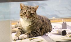 Şanslı kedi her gün altınların arasında uyuyor