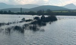 Sakarya Nehri üzerindeki adacıkta mahsur kaldılar