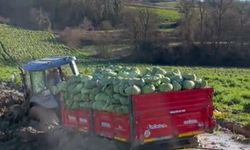 Sakarya'da çiftçinin zor anları!