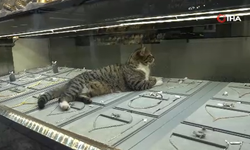 Şanslı kedi her gün altınların arasında uyuyor