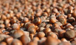 Fındık dalgalanması üreticiyi üzüyor
