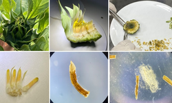 Ayçiçeği ıslah üresi kısaltılacak