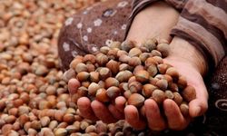 Fındık fiyatları: Randıman önemli!