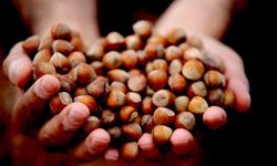 Fındık fiyatlarında son durum